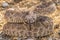 Black Tailed Rattlesnake in Strike Position Facing Camera