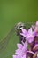 Black-tailed Skimmer Dragonfly
