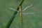 Black-tailed skimmer dragonfly, immature female