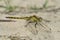 Black-tailed skimmer, Orthetrum cancellatum