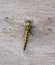 Black-tailed skimmer Orthetrum cancellatum, female, dragonfly