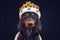 Black and tan adorable dachshund dog in a royal mantle and a crown on the stage