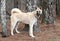 Black and Tan Akita dog outside on a leash