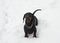 Black and tan barking dachshund in snow