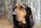 Black and Tan Bloodhound Dog