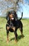 Black and Tan Coonhound