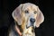 Black and Tan Coonhound hound dog in hay barn