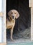 Black and Tan Coonhound hound dog in hay barn