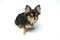 Black and tan cream long coated Chihuahua over white background