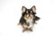 Black and tan cream long coated Chihuahua over white background