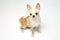 Black and tan cream long coated Chihuahua over white background