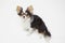 Black and tan cream long coated Chihuahua over white background