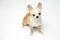 Black and tan cream long coated Chihuahua over white background