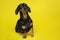 Black and tan curious cute dachshund sitting on the isolated yellow background. Dog training. Space for writing text letters