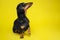 Black and tan curious cute dachshund sitting on the isolated yellow background. Dog training. Space for writing text letters