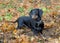 Black and tan dachshund digs hole in autumn forest