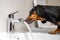 Black and tan dachshund drinking water from steel faucet of white washbasin bidet in the bathroom. Home or dog-friendly hotel,