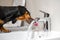 Black and tan dachshund drinking water from steel faucet of white washbasin bidet in the bathroom. Home or dog-friendly hotel,