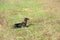 Black and tan dachshund hunts in field