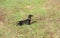 Black and tan dachshund hunts in field