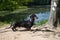 Black and tan dachshund near birch on lake in summer