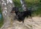 Black and tan dachshund near birch on lake in summer