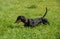 Black and tan dachshund runs in grass meadow