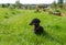 Black and tan dachshund sits in garden on grassy meadow near bench in summer