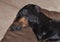 Black and tan dachshund sleeping on brown sofa