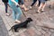 Black and tan dachshund walking on city street in summer