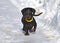 Black and tan dachshund walking on deep snow
