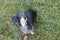 Black and Tan Dapple Dachshund looking up at the sky