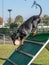 Black and tan Dobermann with natural ears and tail training obedience