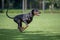 Black and tan dobermann with natural ears and tail training for schutzhund, igp, ipo
