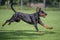 Black and tan dobermann with natural ears and tail training for schutzhund, igp, ipo