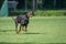 Black and tan dobermann with natural ears and tail training for schutzhund, igp, ipo