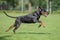 Black and tan dobermann with natural ears and tail training for schutzhund, igp, ipo