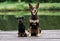 black and tan dog breed brussels griffon and brown pedigreed working australian kelpie