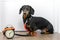 Black and tan dog breed dachshund sit at the door with a leash and alarm clock, cute small muzzle look at his owner and wait for a