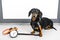 Black and tan dog breed dachshund sit at the door with a leash and alarm clock, cute small muzzle look at his owner and wait for a