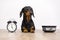 Black and tan dog breed dachshund sit at the floor with a bowl and alarm clock, blinked and wait for food.  Live with schedule, ti