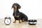 Black and tan dog breed dachshund sit at the floor with a bowl and alarm clock, blinked and wait for food.  Live with schedule, ti