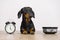 Black and tan dog breed dachshund sit at the floor with a bowl and alarm clock, cute small muzzle look at his owner and wait for f