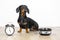 Black and tan dog breed dachshund sit at the floor with a bowl and alarm clock, cute small muzzle look at his owner and wait for f