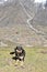 Black and Tan Dog on Hilltop at Naltar Valley in Pakistan