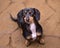 Black and Tan Doxie lookin up at camera with on flagstone with smirk