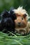 Black and tan guinea pigs in grass looking at camera.