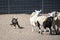 Black and tan Kelpie dog herding sheep