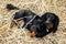 Black and Tan Long-Haired Dachshund Laying in a Bed of Straw in the garden