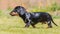 Black and tan miniature Dachshund puppy strolls along grass on a sunny day  His coat is silky and shiny.